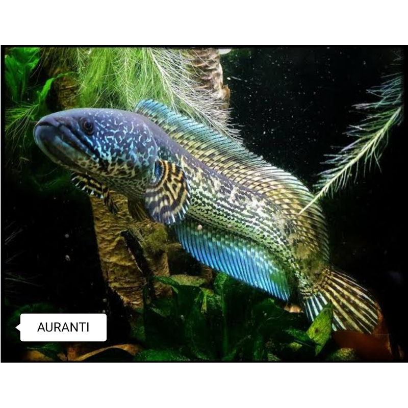 channa jeckpot AURANTI/STERWATI/MARU/ASIATICA