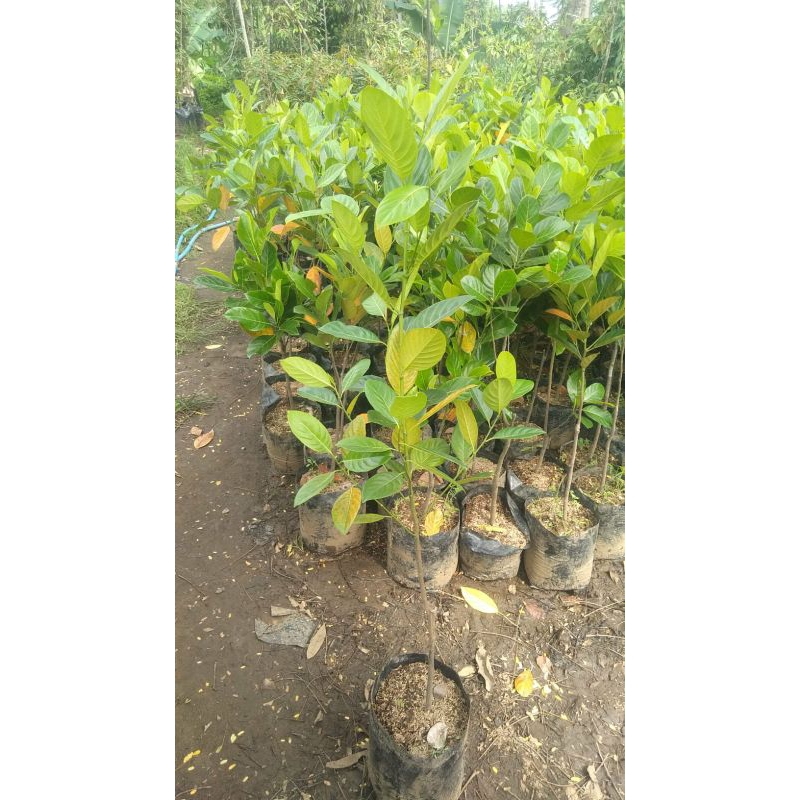bibit nangka madu atau merah tinggi 1 meter up termurah