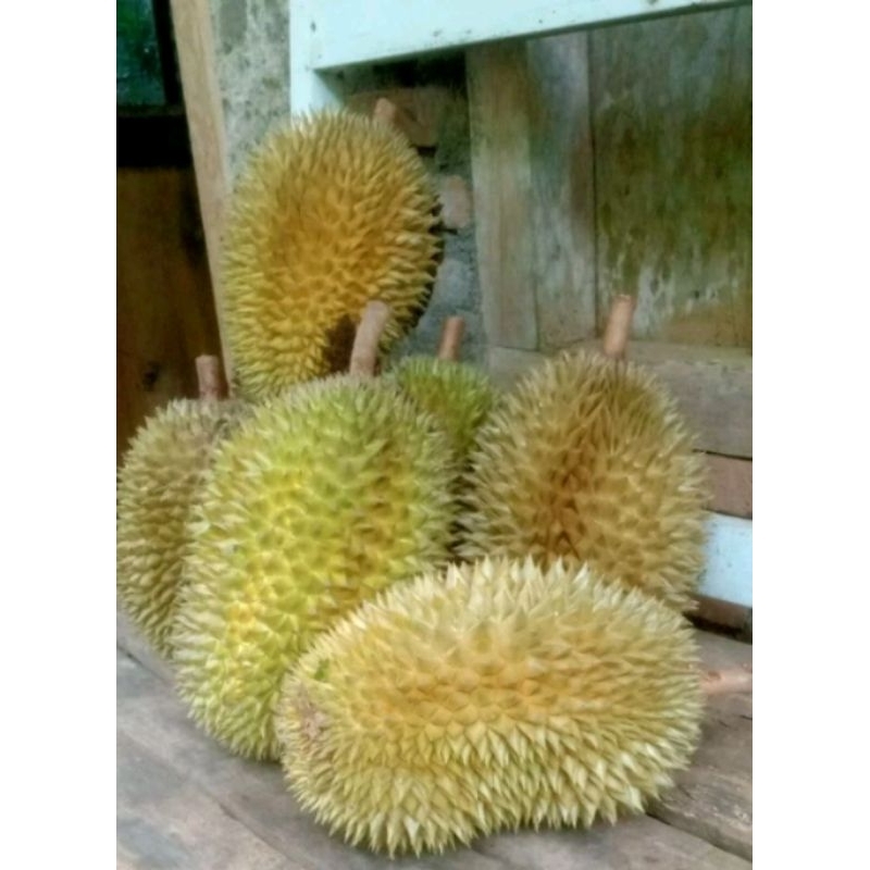 

DURIAN MANIS KUNING