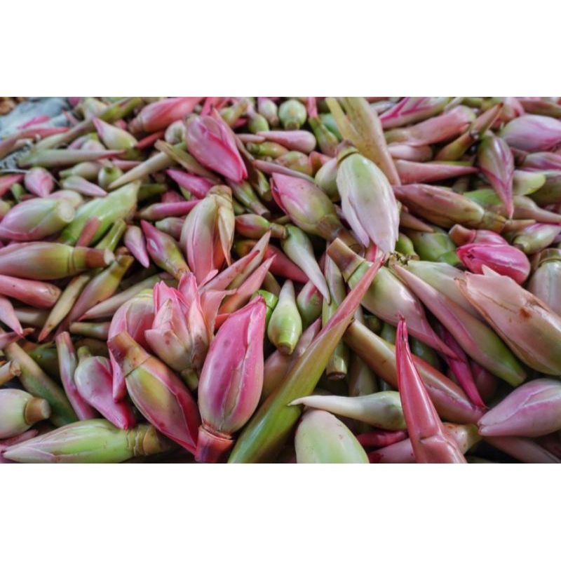 

Kecombrang merah fresh 500gr