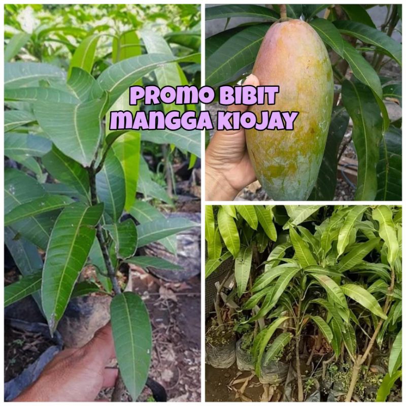 BIBIT MANGGA KIOJAY SIAP BERBUAH