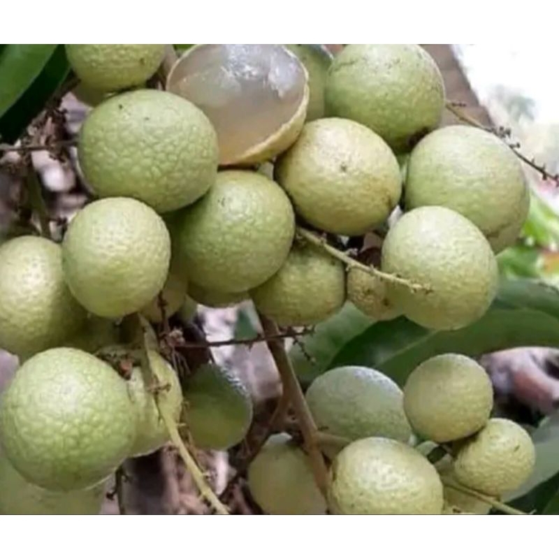 bibit kelengkeng matalada besar