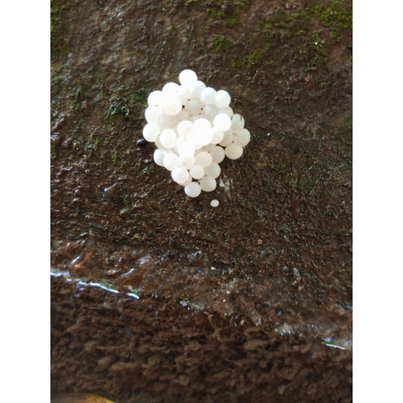 

Telor Keong Hitam per 1 butir