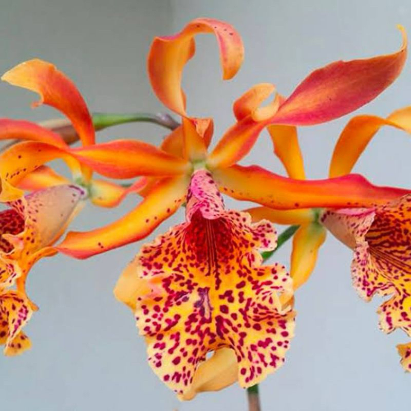 Anggrek Cattleya Frances Fox Var fire flame