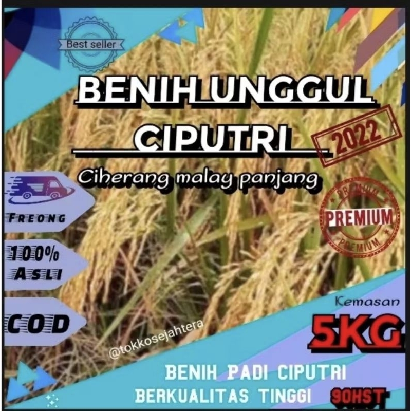BENIH PADI CIPUTRI CIHERANG MALAY PANJANG 5KG