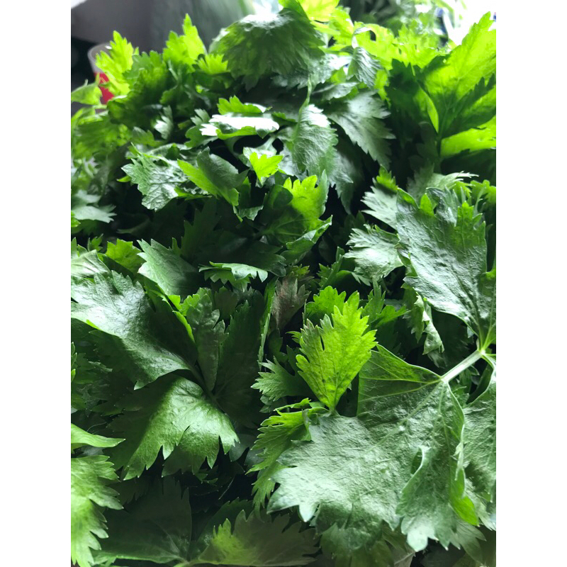 

Daun seledri 200 gram