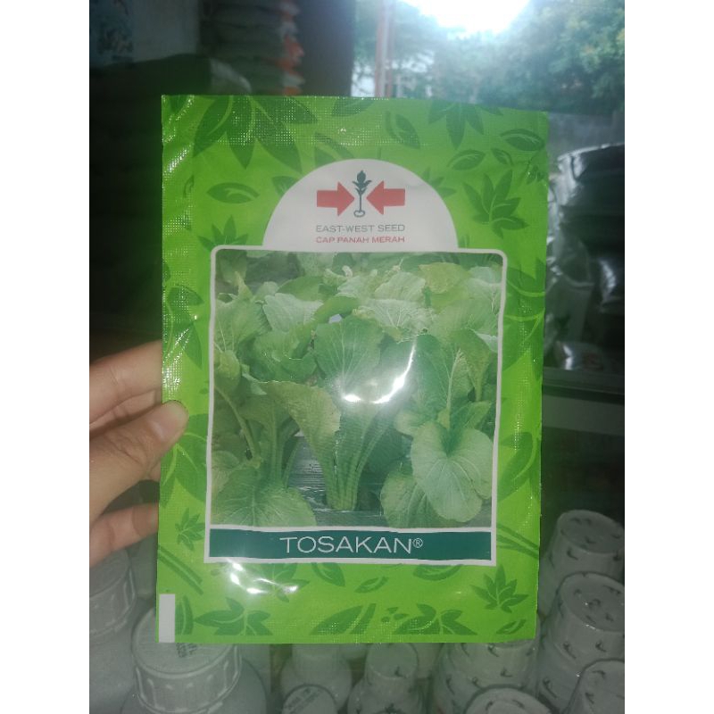 

benih sawi tosakan