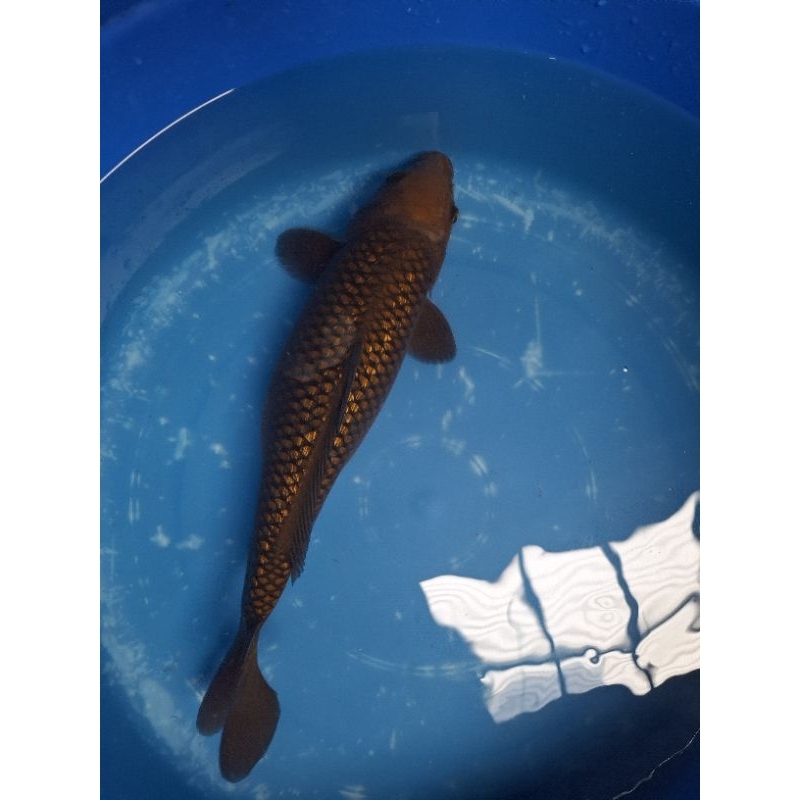 ikan koi jenis pejinak kolam chagoi tembaga ginrin size 35cm
