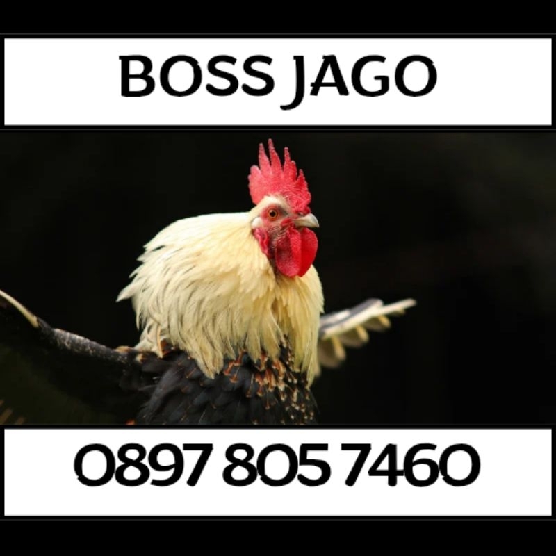 Nomor Sultan  | Nomor Cantik 11 Digit BOS JAGO 805 7460 8055 7460