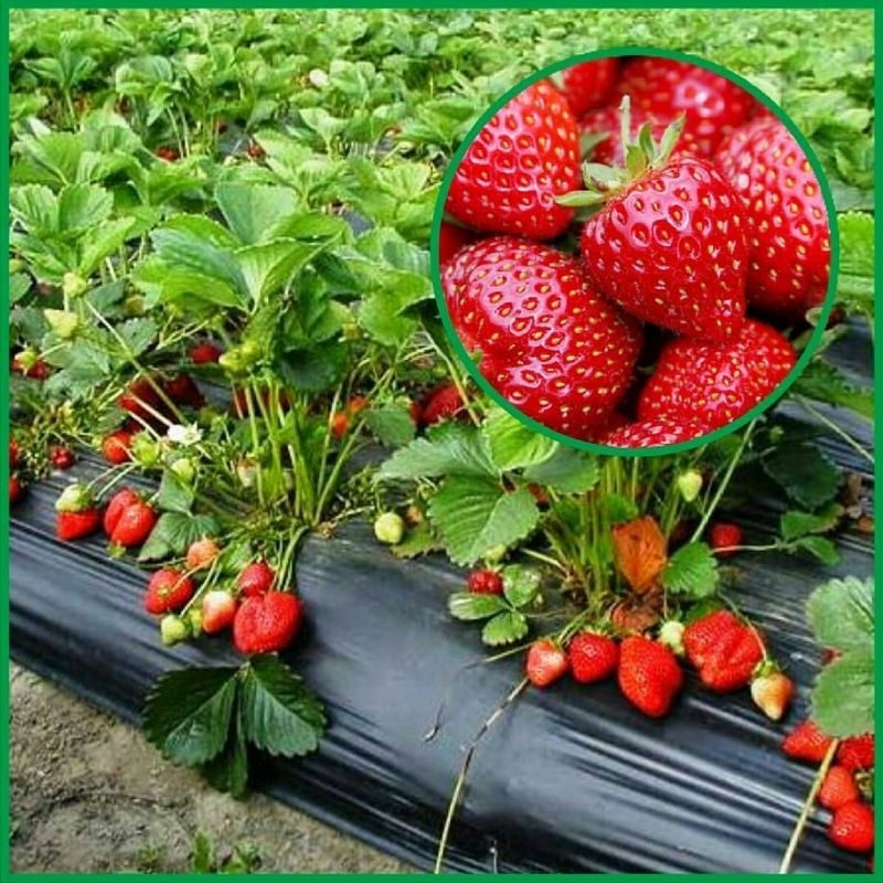 Bibit Strawberry California manis