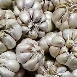 

Bawang putih 500gram