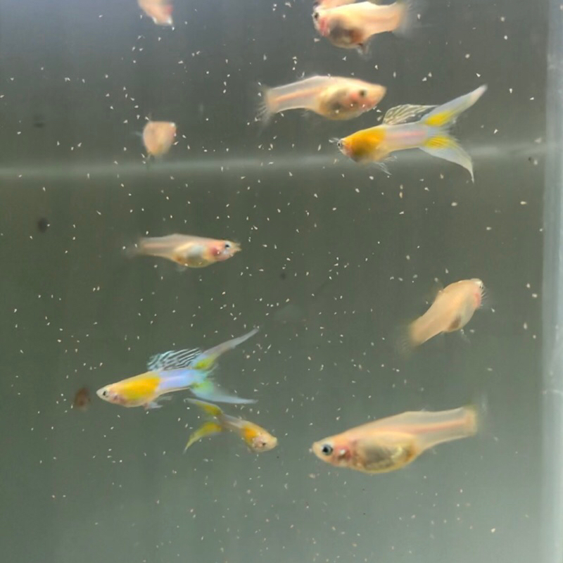 Guppy Hiasan Aquarium | Japan Blue Doble Sword