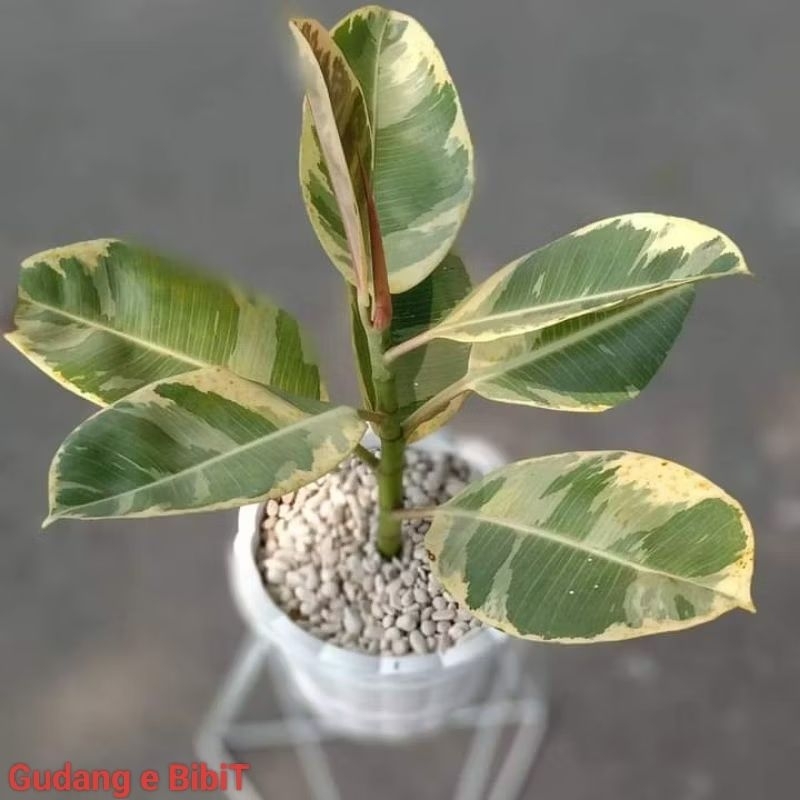 Tanaman Hias Rubber Plant Ficus Elastica Shivereana Varigata - Tanaman Hias Karet Kebo Variagata