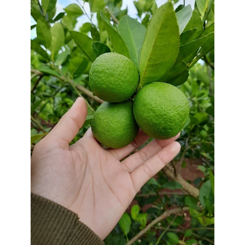 

jeruk nipis Fresh 1kg (isi besar kecil) mohon maaf harga naik terus tergantung admin dari pihak shopee