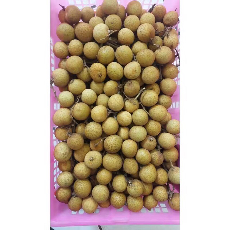 

Kelengkeng Keranjang Kecil