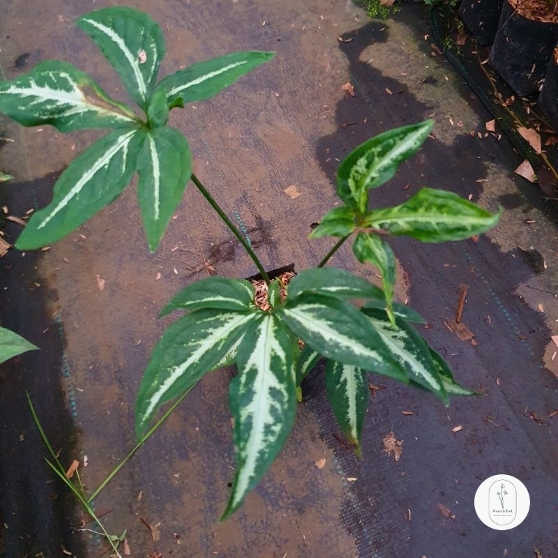 Syngonium Angustatum / Little Star - Nanemyuk