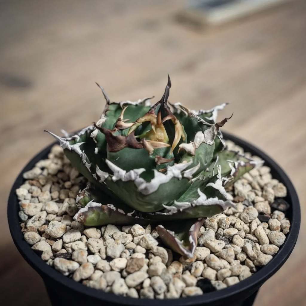 Agave Titanota Barracuda / Kyosashi Yuei Ganryu Form