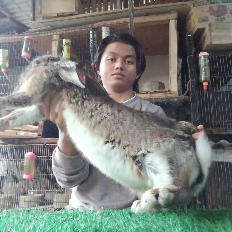 Flemish giant rabbit