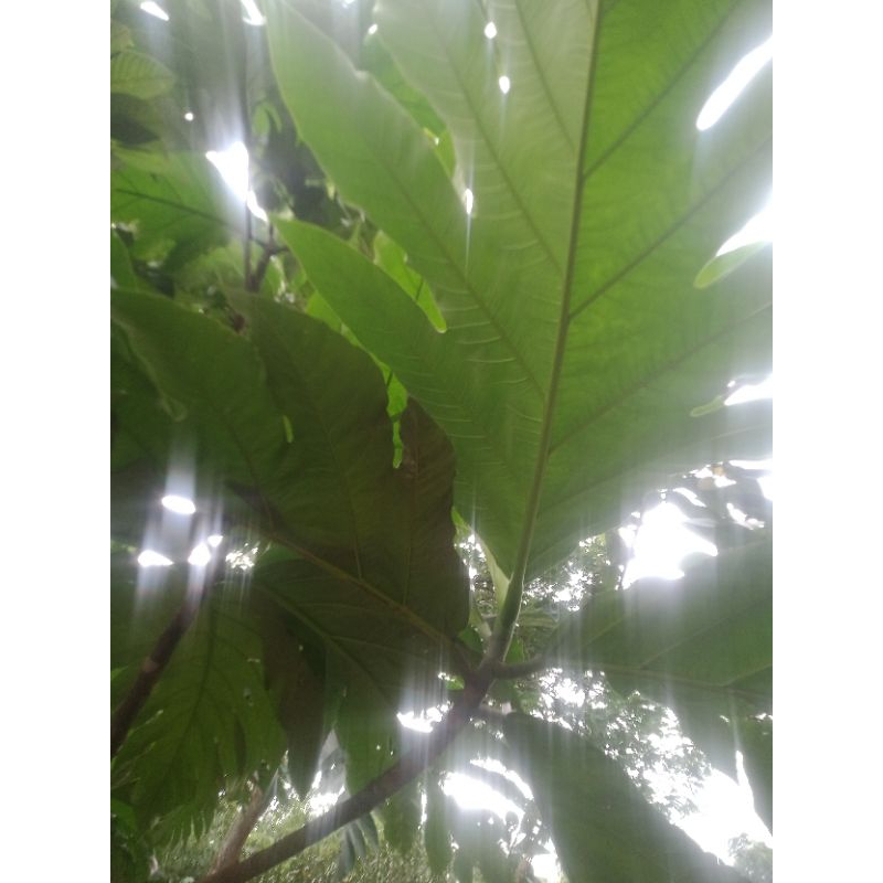 

daun kelewih berkasiat daun timbul