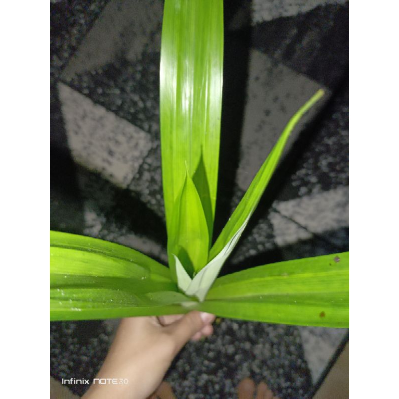 

daun pandan wangi