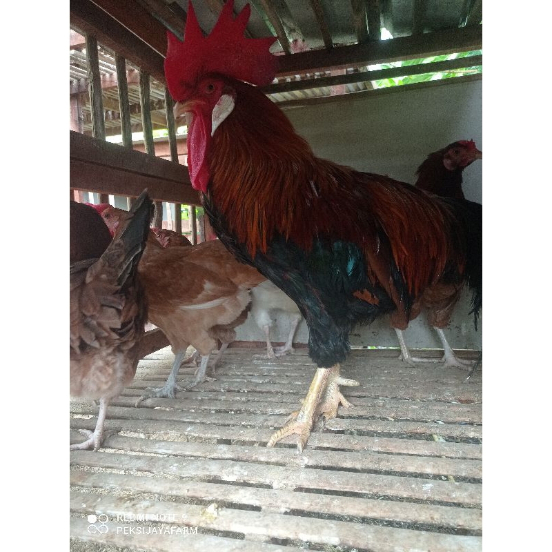 

Telur tetas atau fertil ayam elhorn