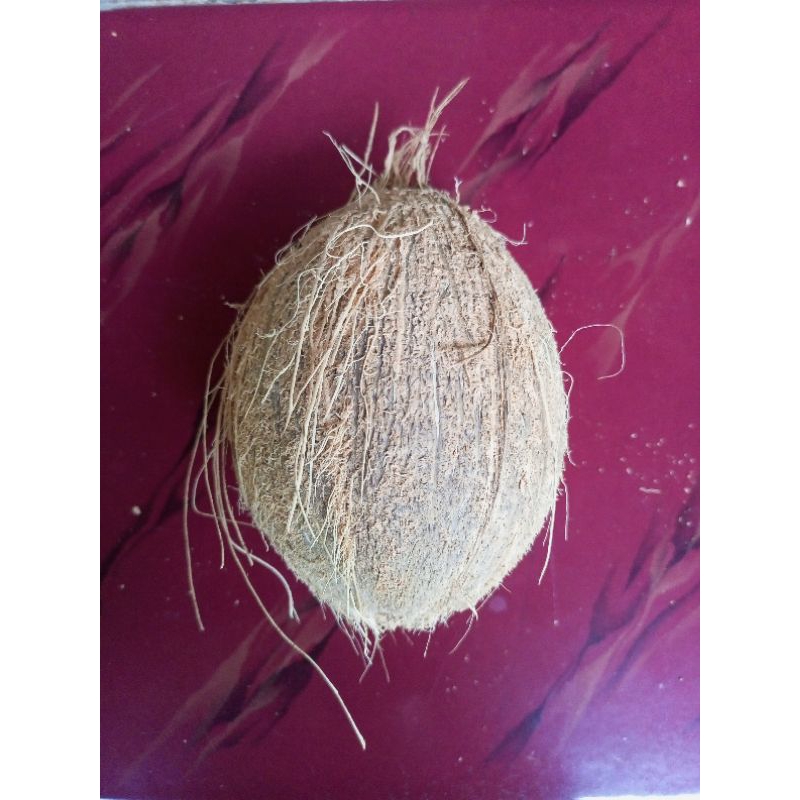 

KELAPA TUA / KELAPA KUPAS / KELAPA UTUH 1 BIJI
