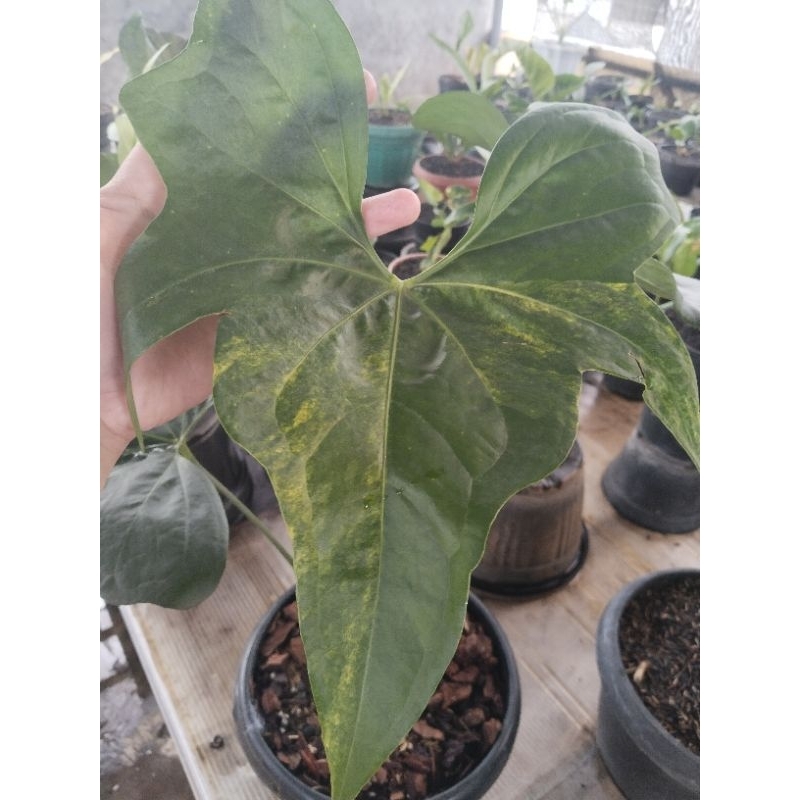 anthurium pteroductyl varigata ( besar) daun besar