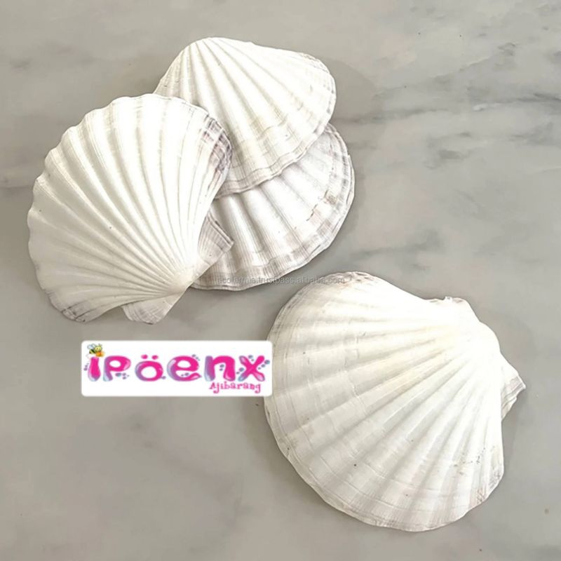 

KERANG BESAR,MERANG DARA PUTIH & KERANG ISI 6,KERANG KUWUK ISI 6