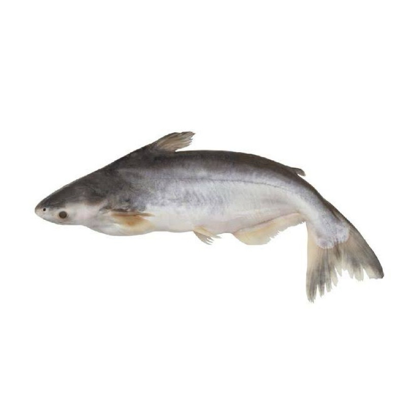 

KIRIM INSTANT Ikan Patin Segar Berat 1KG