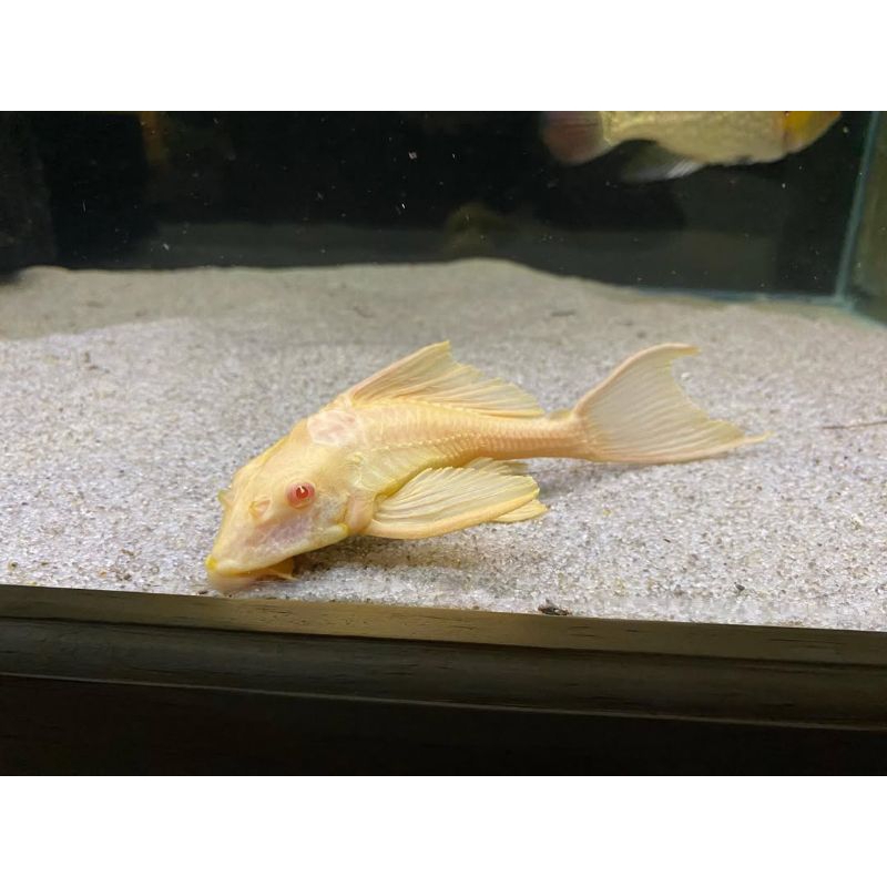 Hiasan aquarium sapu albino PLECO GIBICEP GARANSI bisa (COD)