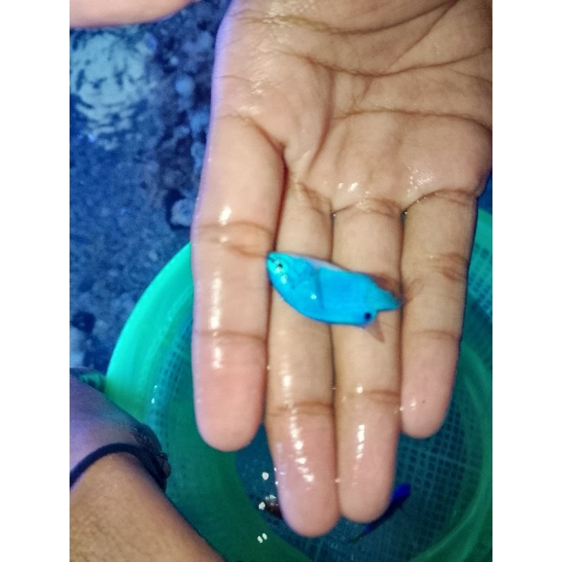 ikan hias laut betok blue devil