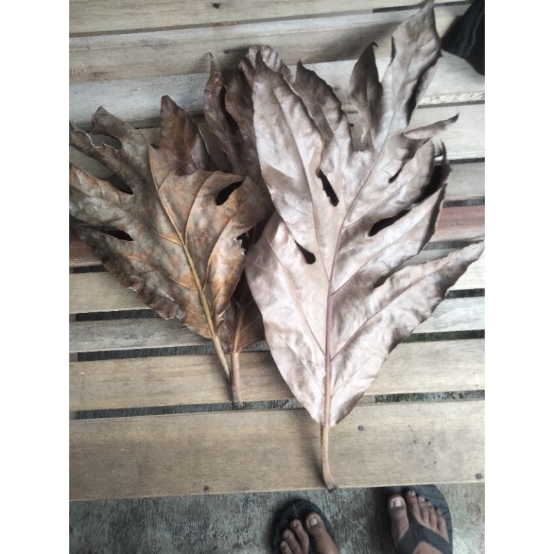 

daun sukun kering 250gram obat herbal alami