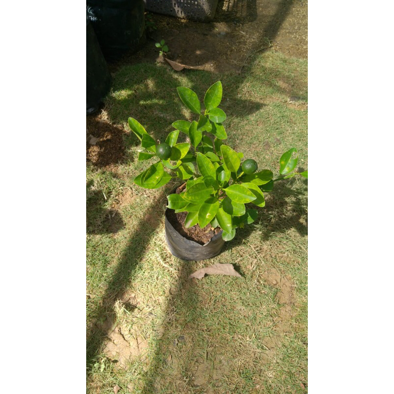 Bibit jeruk/limau kasturi