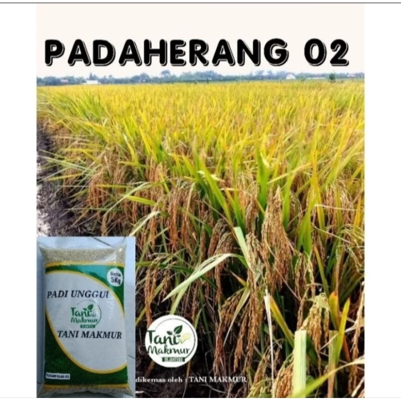 Benih padi PADAHERANG 02 Super unggul Netto 1kg