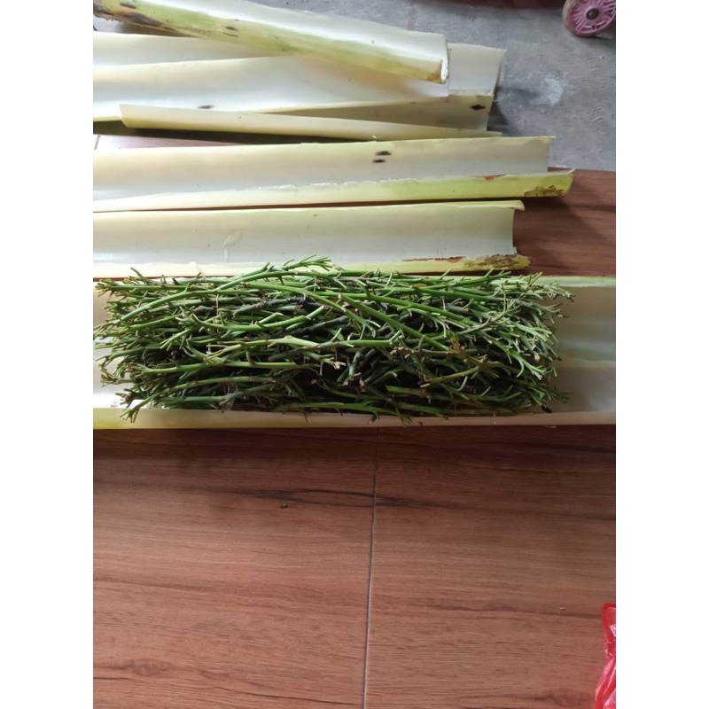 Entres alpukat jenis aligator jumbo