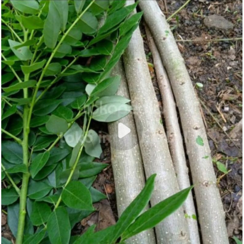 20 stek batang pohon gamal/leresidi,bibit gamal,pohon gamal bank pakan kambinh