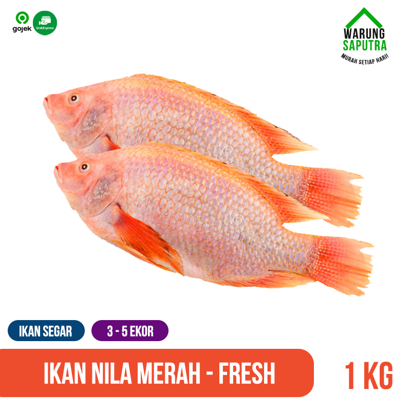 

Ikan Nila / Tilapia Merah Mati Segar Utuh 1 kg