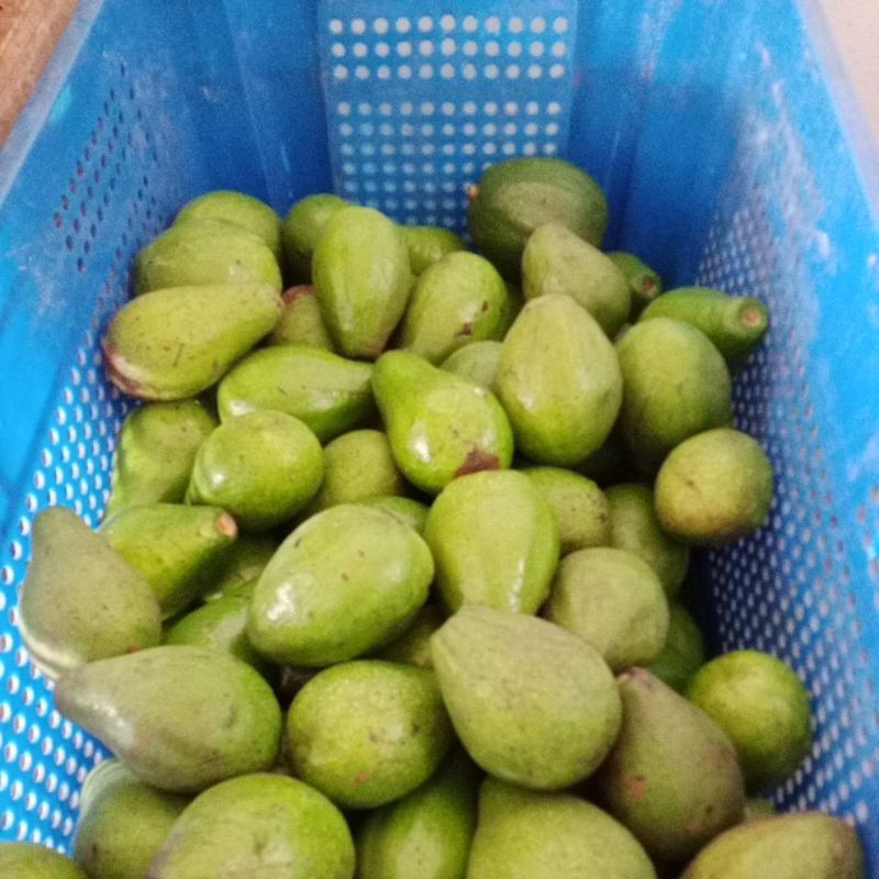 

Alpukat Mentega Besar