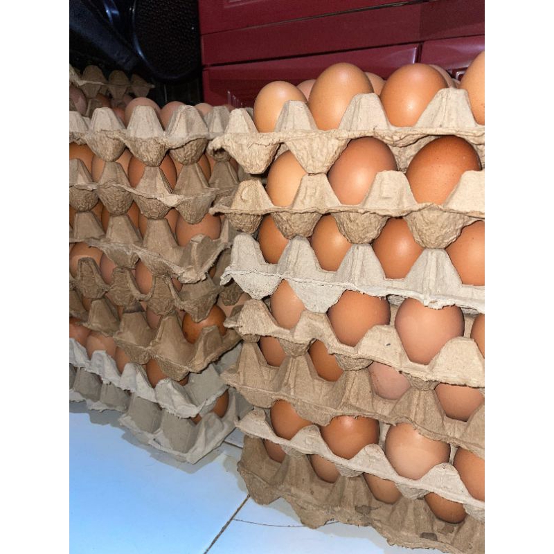 

TELOR PREMIUM AYAM NEGERI MURAH MERIAH