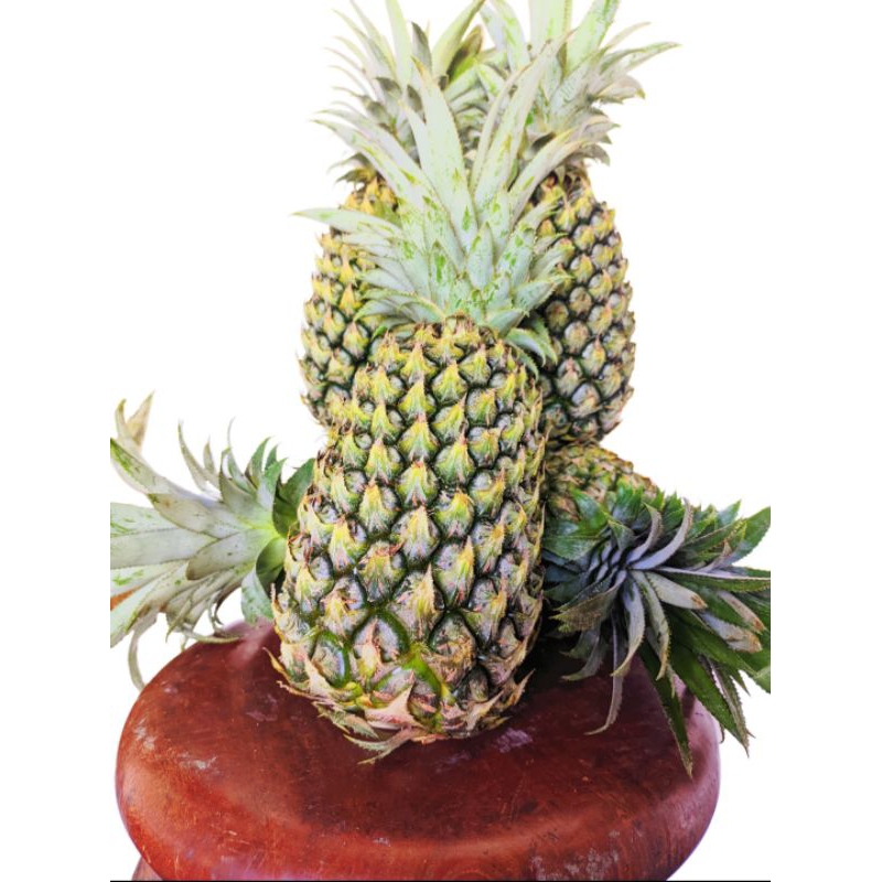 

nanas muda 900 gr- 1 kg nanas muda asli nanas nanas muda kupas potong nanas muda Blitar nanas muda hijau nanas muda kupas