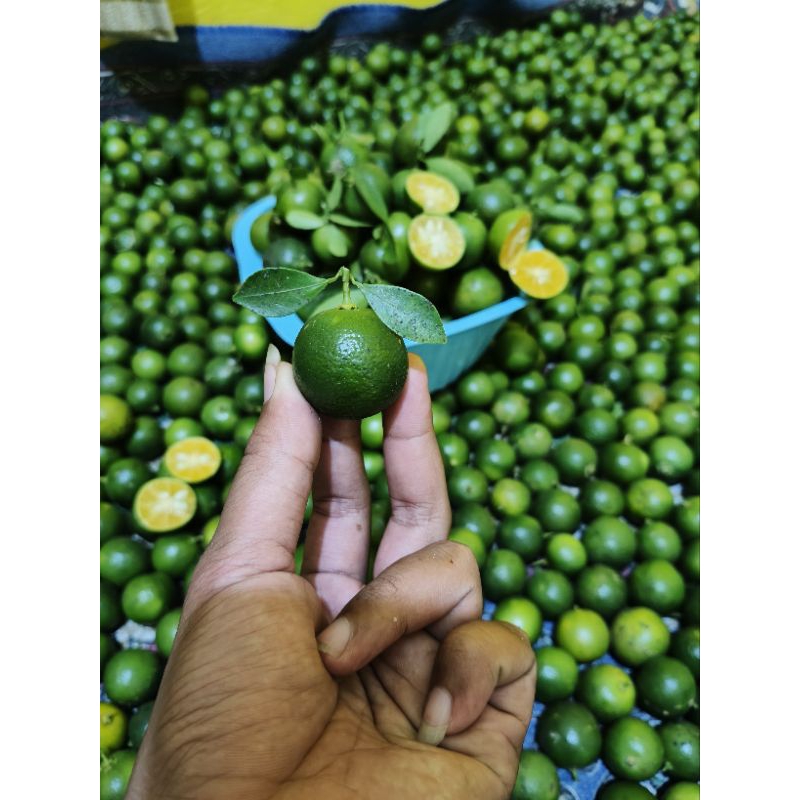 

1.kg jeruk sonkit/jeruk kasturi segar