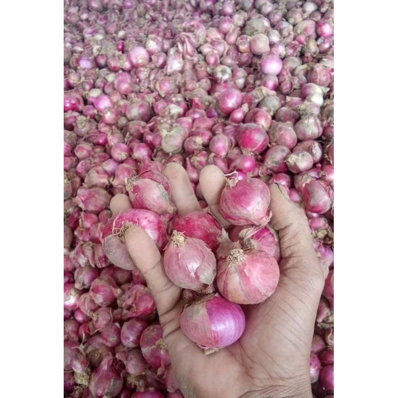 

Bawang Merah Besar Murah