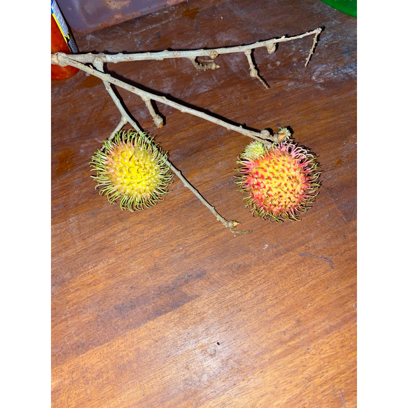 

RAMBUTAN PREMIUM 2 BIJI