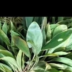 

DAUN ANDONG HIJAU SEGAR ORGANIK 10 LMBR