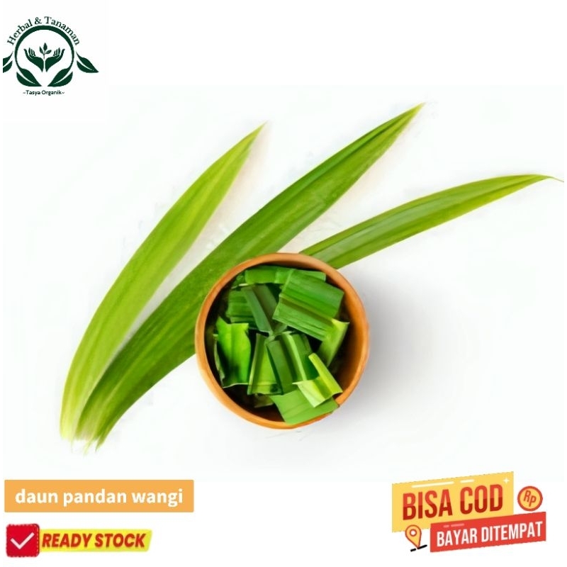 

bibit daun pandan wangi segar