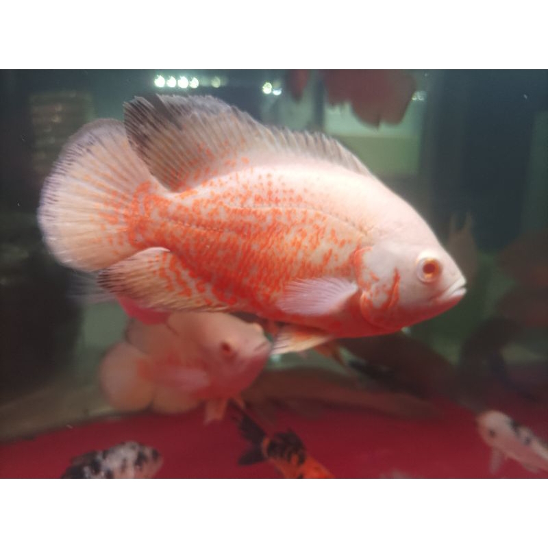 Oscar Paris albino 3-4 jari
