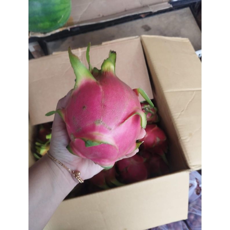 

Buah Naga Putih Organik