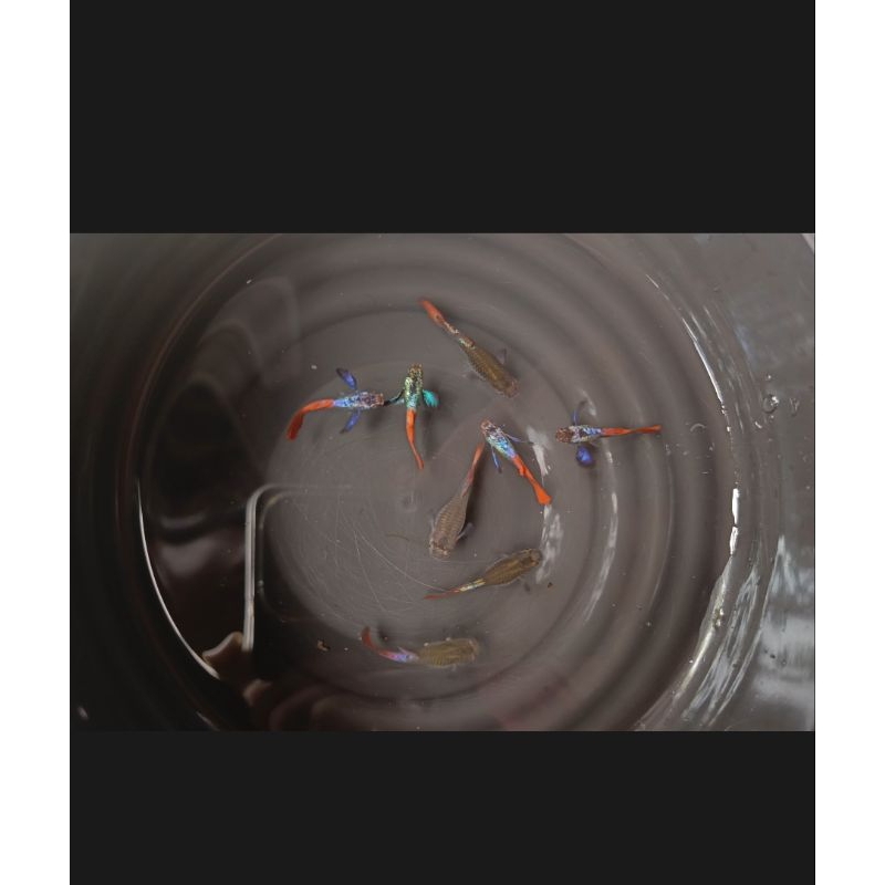 

stiker PRTDE 3pasang