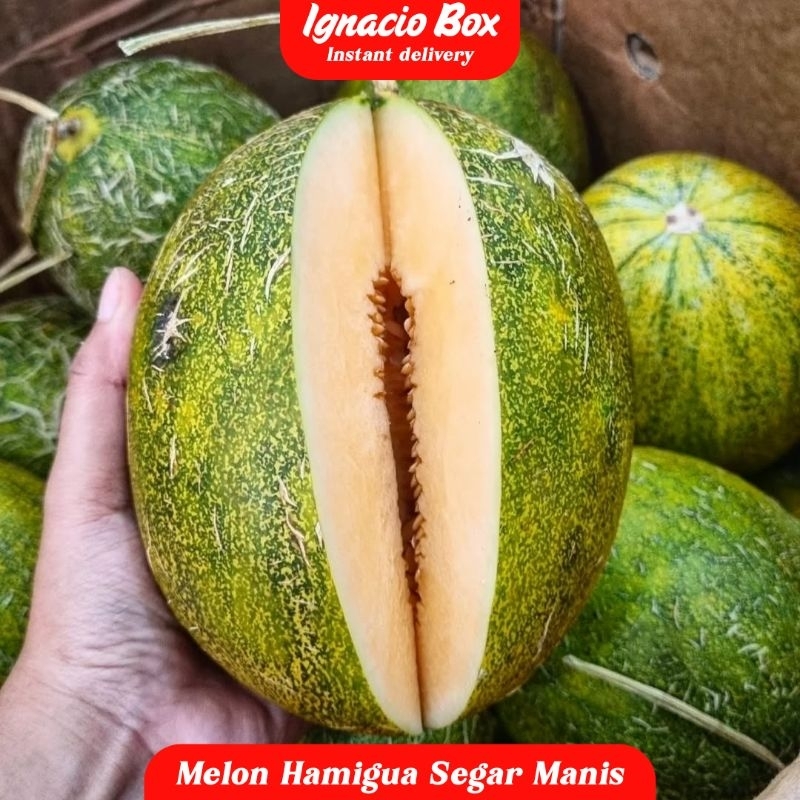 

Melon Hamigua Segar Manis 1.5-2kg | Melon Hamigua Renyah Manis Legit IgnacioBox