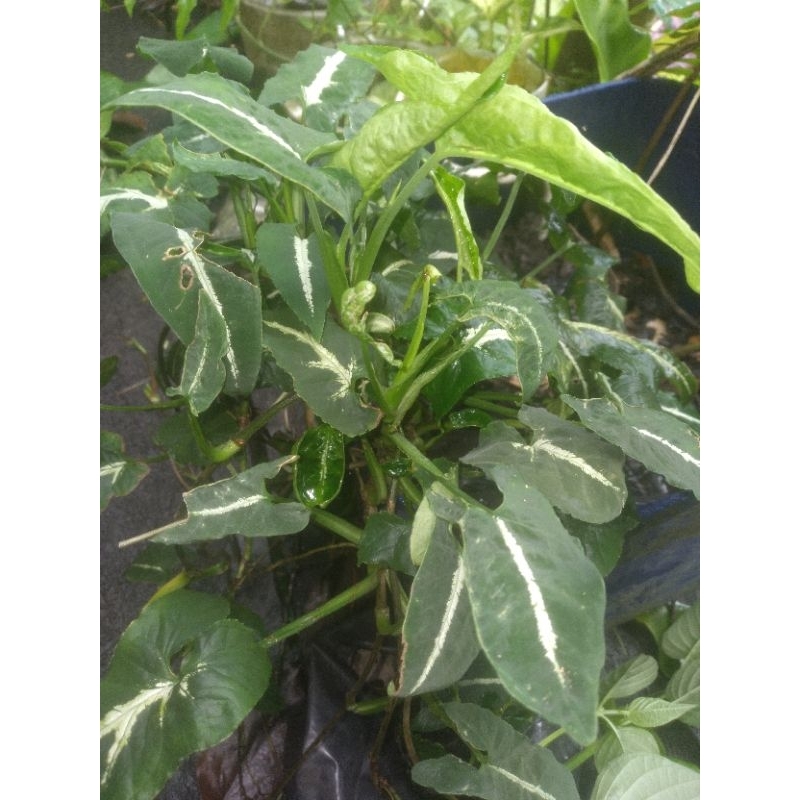 

bunga kangkung jalar